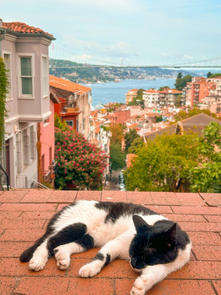 A cat laying on the ground near a city